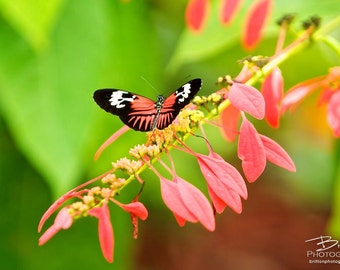 Nature Photography Print, Landscape Photo, Nature Wall Art, Coral and Green, Butterfly Photograph, Outdoor Picture