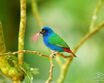 Nature Photography Print, Landscape Photo, Nature Wall Art, Green Blue Red, Bird Photograph, Outdoor Picture