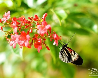 Nature Photography Print, Landscape Photo, Nature Wall Art, Red Green Gold, Butterfly Photograph, Outdoor Picture