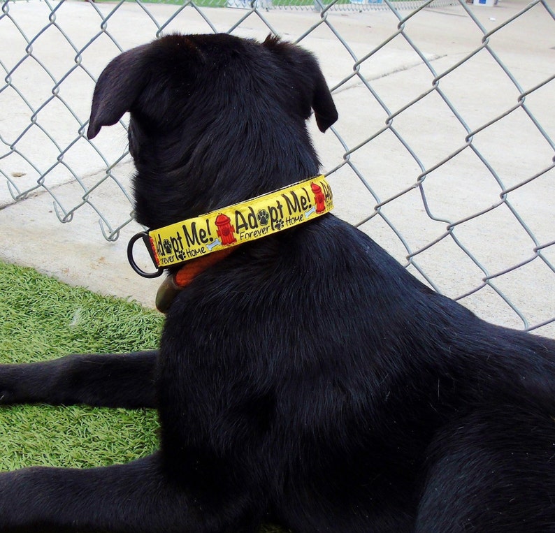 Animal Shelter Dog DONATION Donate Dog Leash or Lightup LED Etsy