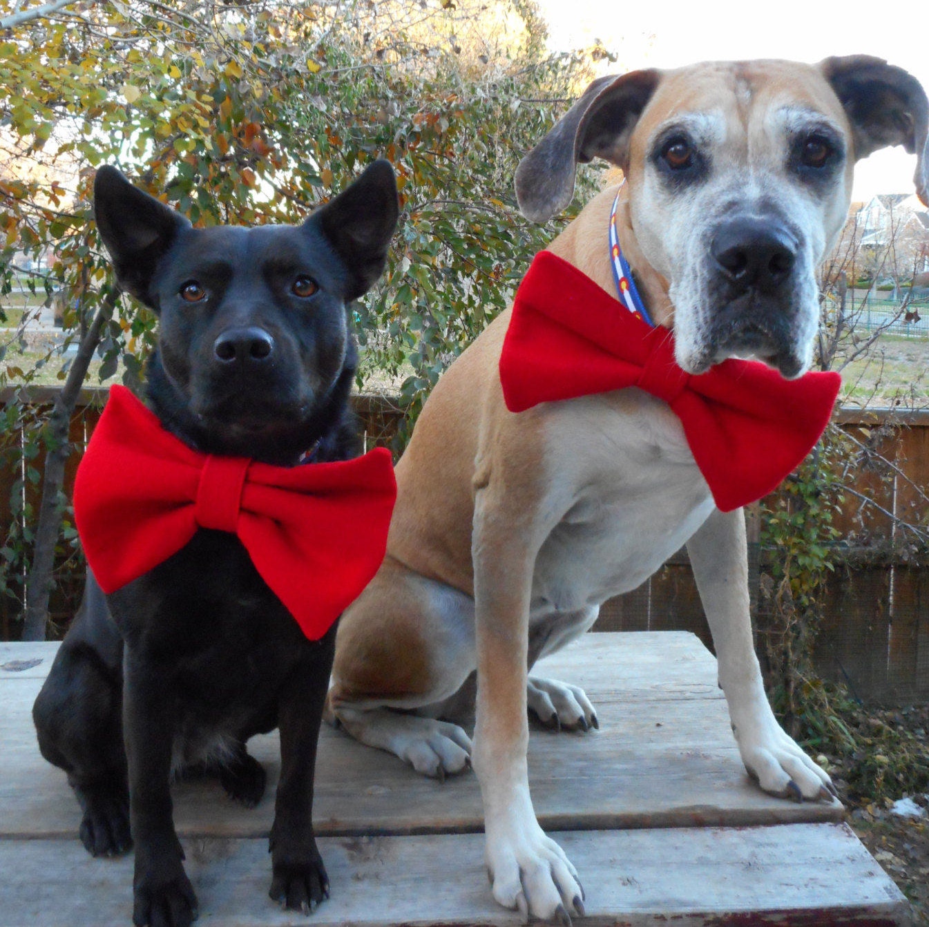 large-dog-bows-xl-pet-bowtie-bow-tie-fits-on-dog-s-etsy