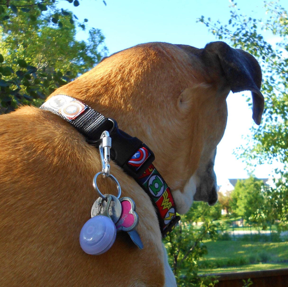 Best way to attach dog tags to collar Clearance