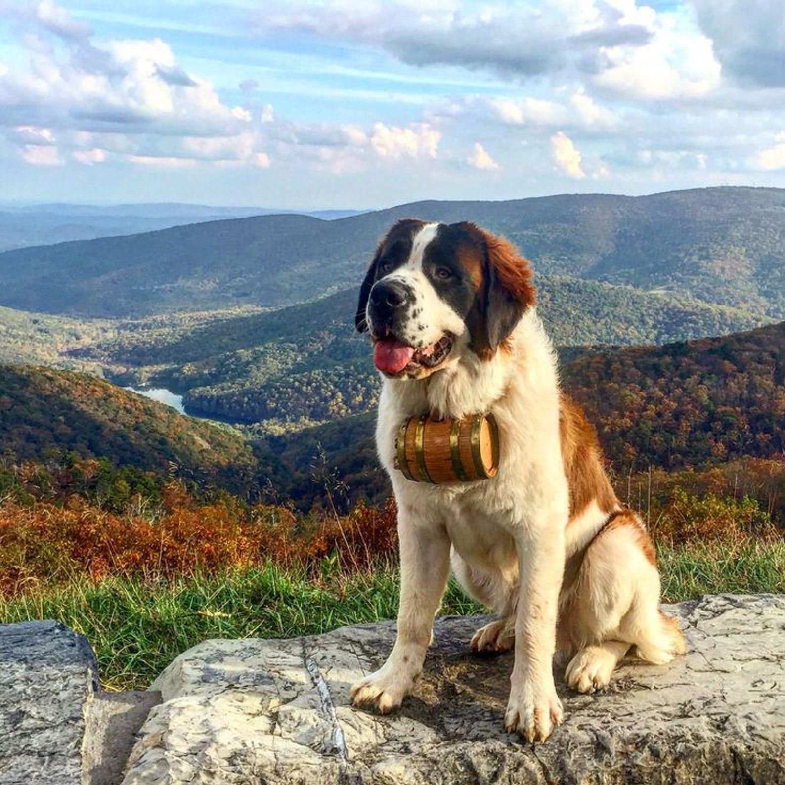 St Bernard Dog Collar or Leash LED Light Glows in the Dark Etsy