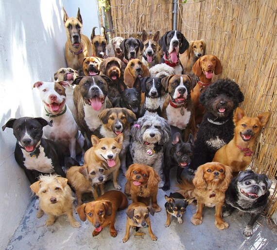 Animal Shelter Donations Brisbane