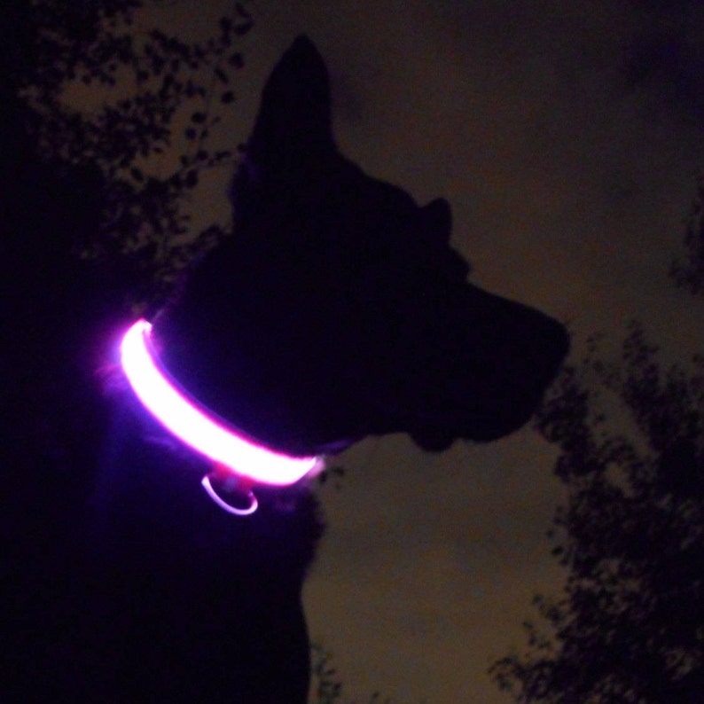 Light up LED Dog Collar Pink Green Yellow Orange Red or Etsy