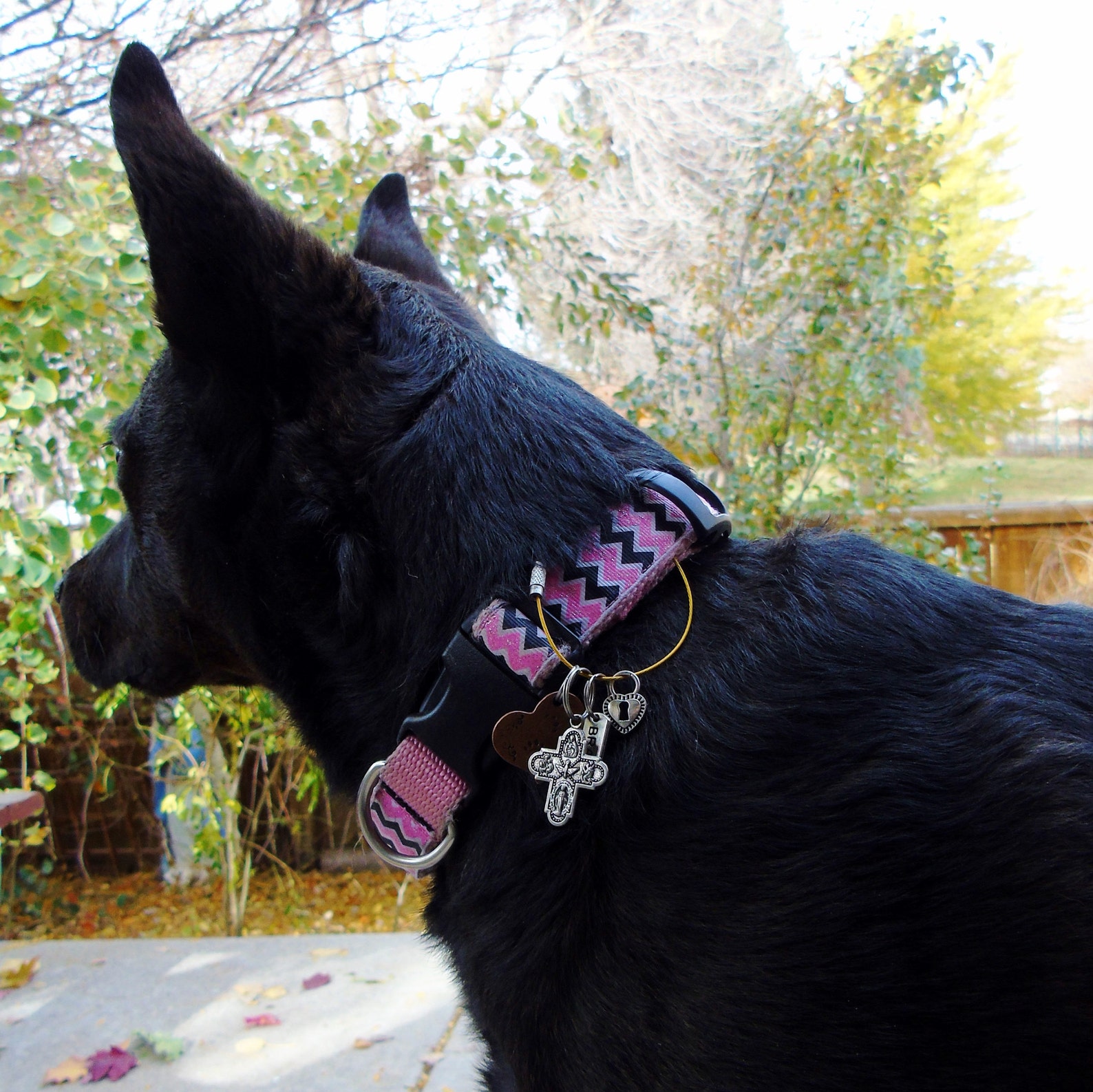 Locking dog collar tag clip lock id tags to dog's collar Etsy
