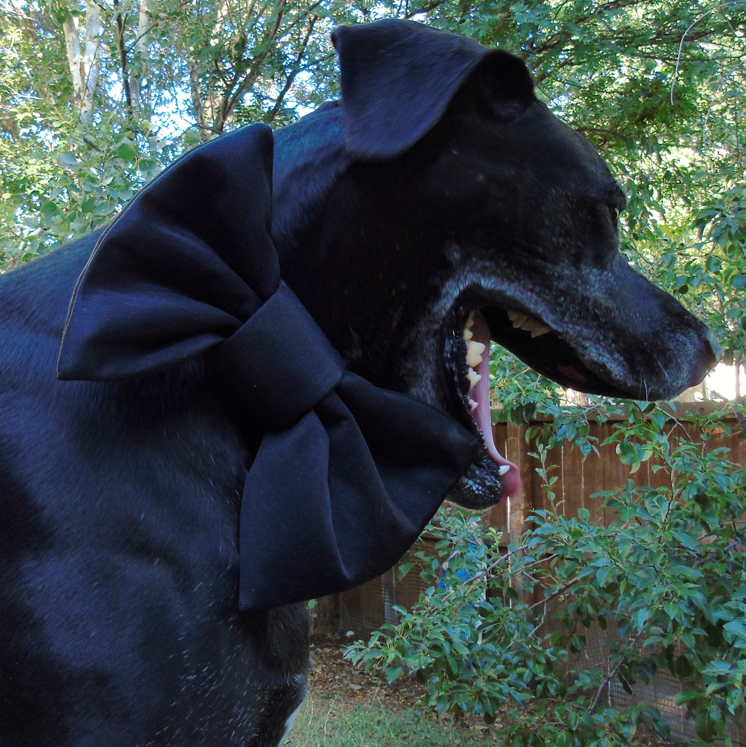 large dog bow tie