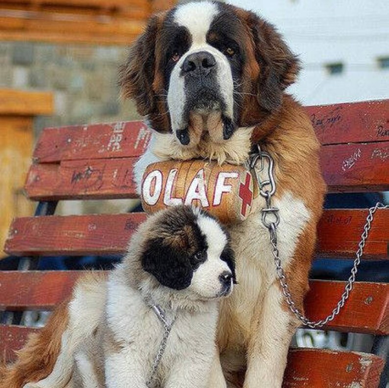 St Bernard Dog Collar or Leash LED Light Glows in the Dark Etsy