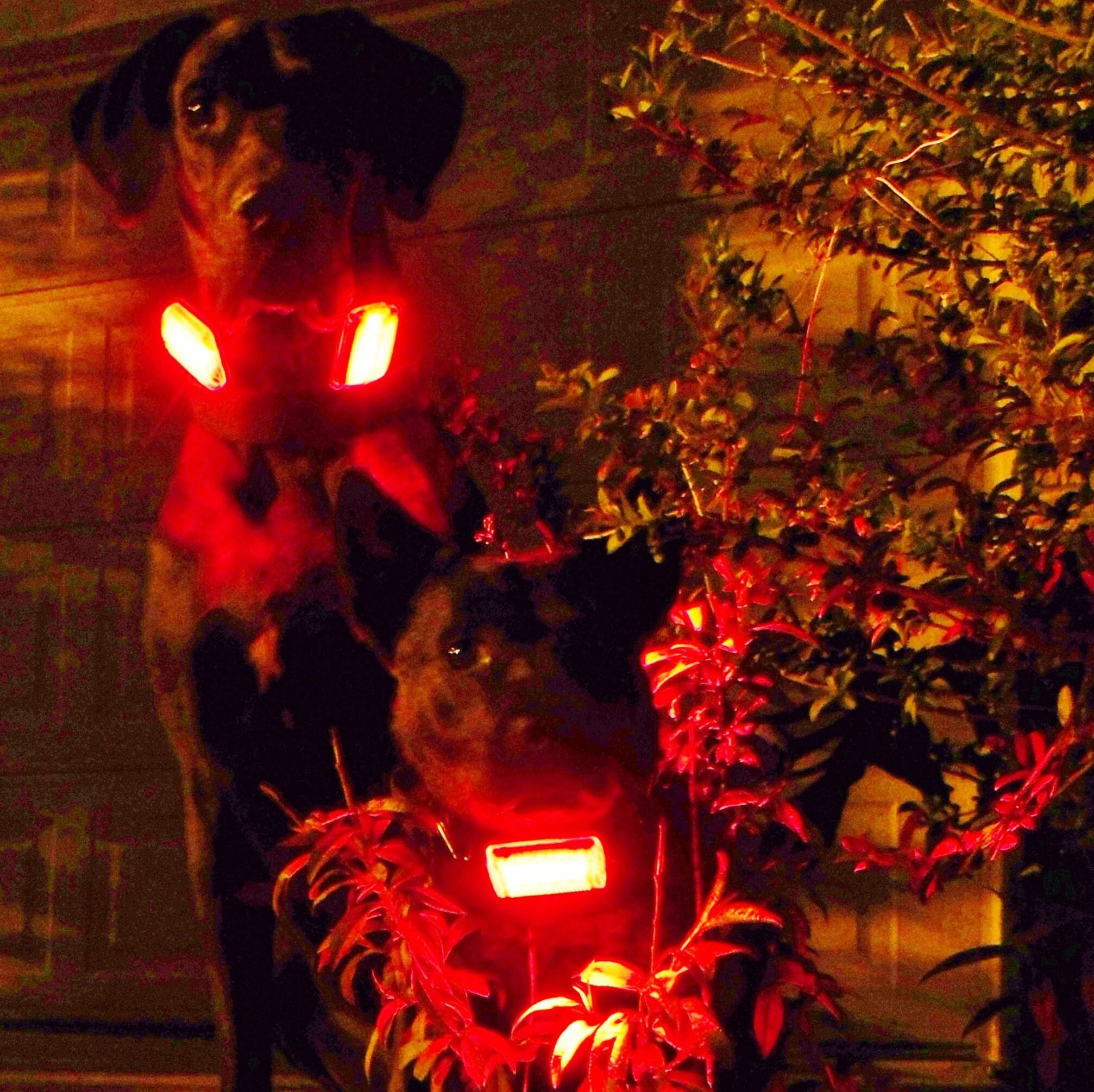 blinking dog collars