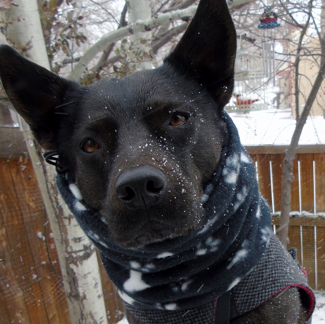 Warm fleece dog snood neck warmer scarf winter snow scarves Etsy