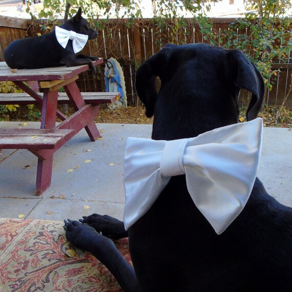 fancy dog bows