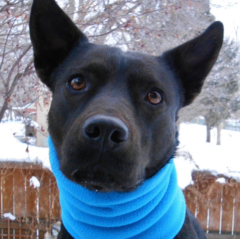 Dog Neck Warmer Aqua Blue Snood Scarf Cowl Gaiter Etsy