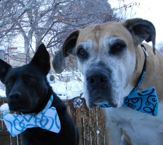 large dog bows