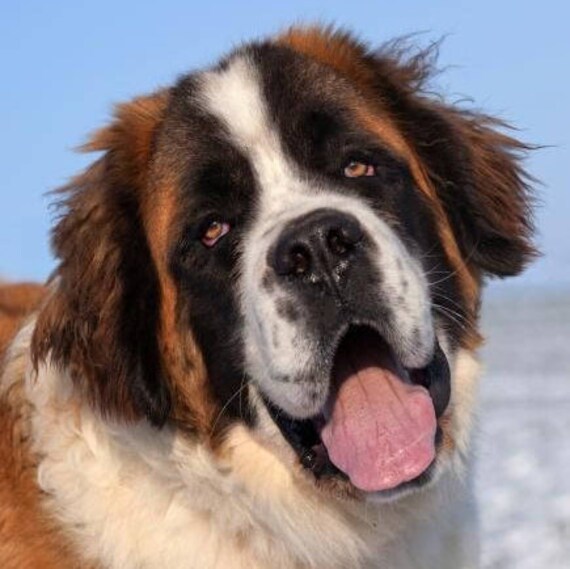 saint bernard collar