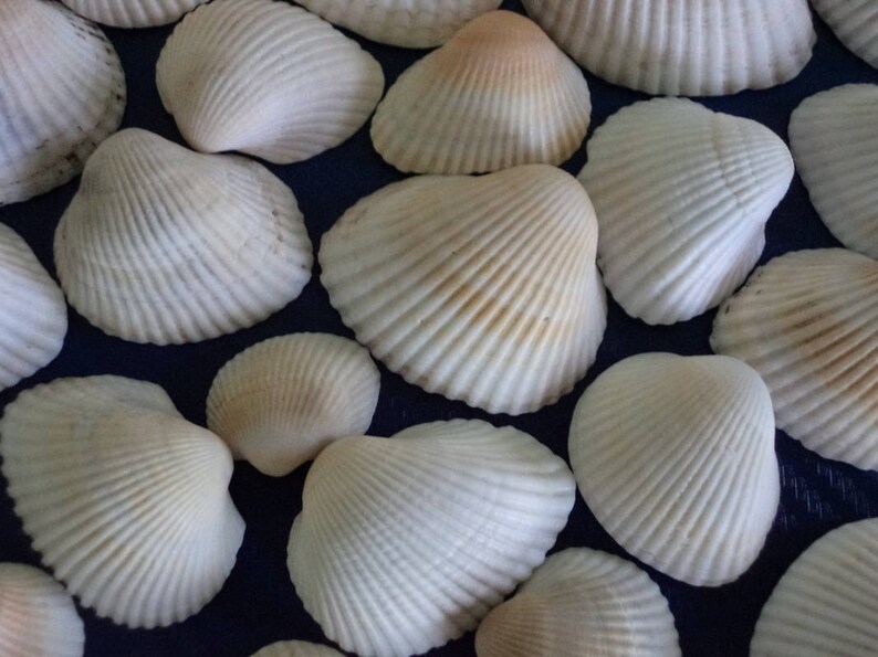 Black Sea Clams Black Sea Shells Clams 45 pieces Natural Etsy