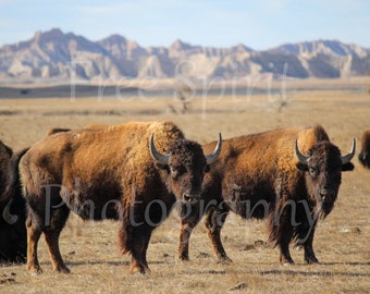 Buffalo in the Badlands National Park - South Dakota - SD