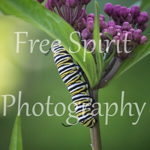 Monarch Butterfly Caterpillar - Marquette, Michigan - UP - Upper Peninsula Photography - MI - Yooper
