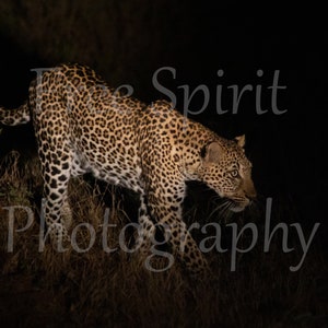 Leopard - Zambia - South Luangwa - Africa - Panthera pardus