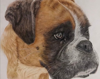 Coloured pencil pet portrait | custom dog drawing | custom cat portrait | custom animal art | pencil portraits from photos