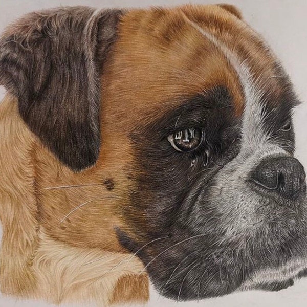 Coloured pencil pet portrait | custom dog drawing | custom cat portrait | custom animal art | pencil portraits from photos
