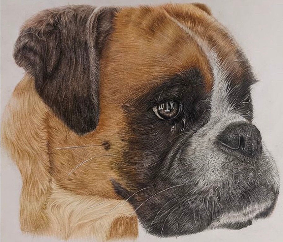 Animal Pencil Color - Etsy Animal Pencil Color - Etsy