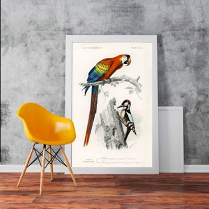 Puede incluir: Una ilustración vintage de una guacamaya roja, amarilla y azul posada en una rama con un pájaro carpintero negro y blanco en un tronco de árbol. La ilustración está en un marco blanco.