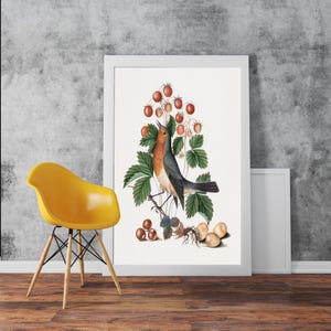 Vintage Bird Robin Vintage Reproduction - Classic Art Wall Art Print Poster Matt Photo