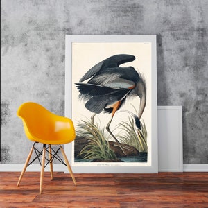 Great Blue Heron Birds Of America illustration Vintage Reproduction - Classic Art Wall Art Print Poster Rolled Cotton Matt Canvas Photo