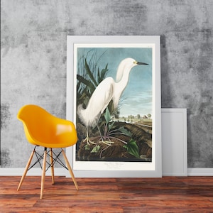 Snowy Heron White Egret Birds illustration Vintage Reproduction - Classic Art Wall Art Print Poster Rolled Cotton Matt Canvas Photo