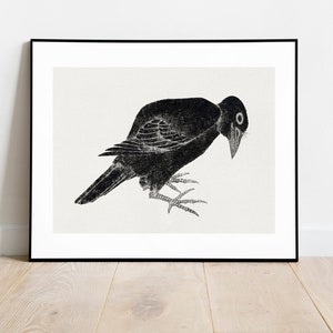 Puede incluir: Ilustración en blanco y negro de un pájaro con la cabeza inclinada hacia abajo. El pájaro está posado en una rama con sus patas visibles.