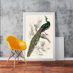 Male Peafowl Bird Tropical illustration Vintage Reproduction - Classic Art Wall Art Print Poster Rolled Cotton Matt Canvas Photo