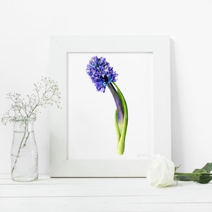 Hyacinth, Botanical Art Print