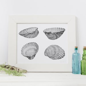 Bivalve Shell Drawing, Botanical Art Print