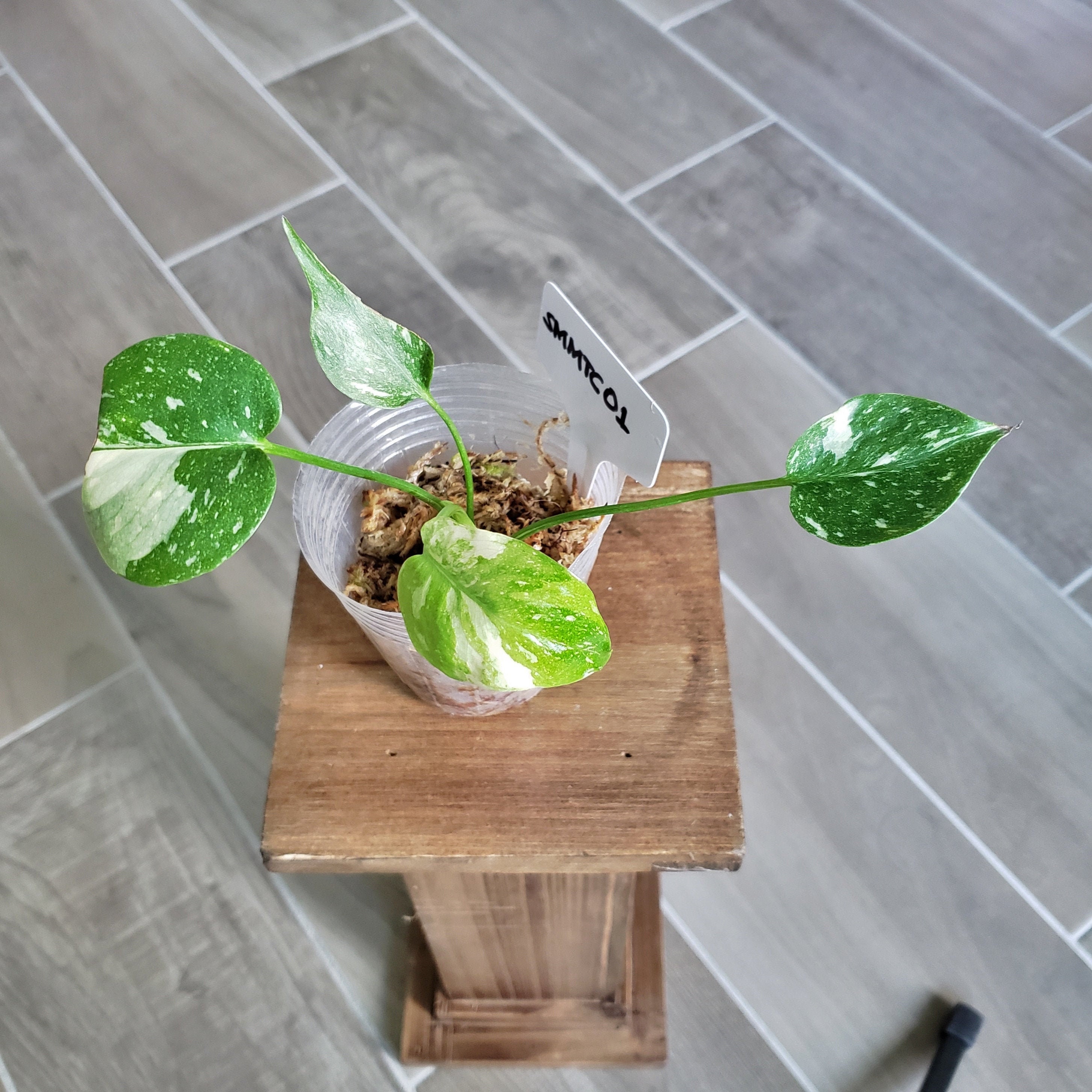 Us Seller Juvenile Size Variegated Monstera Thai Constellation Healthy Established With Good Variegation Smmtc01 Please Read Terms