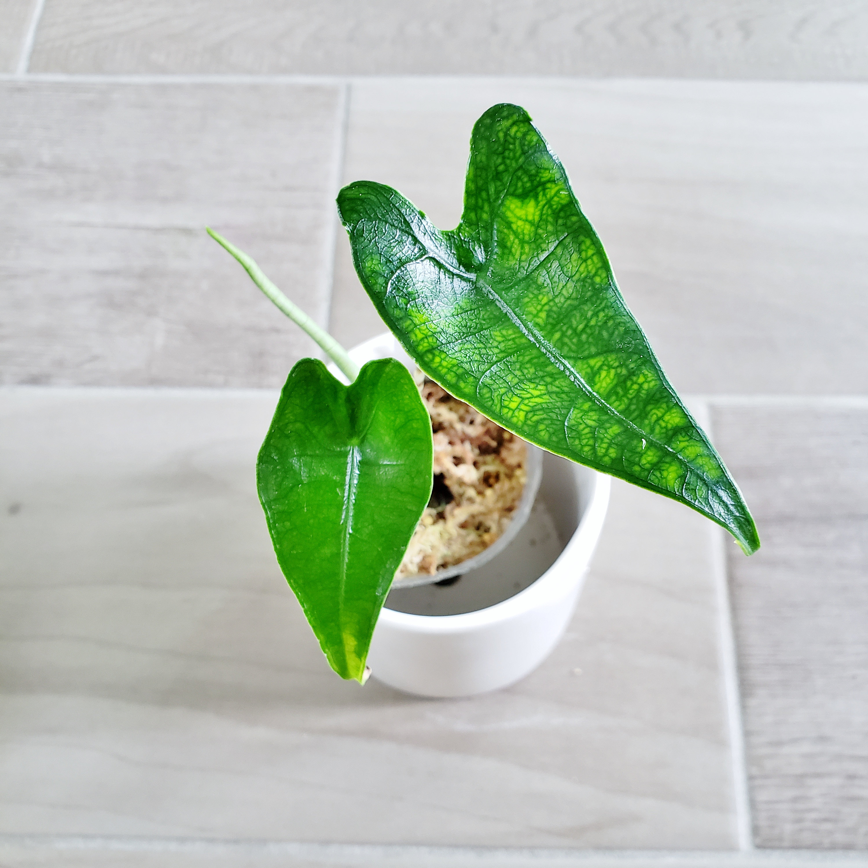 002 Alocasia Zebrina Reticulata Please Read Terms
