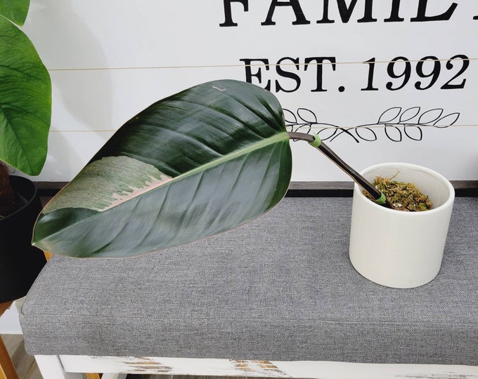 01 - Collector's Variegated Philodendron Red Congo [Rooted Cutting]. Please read terms.