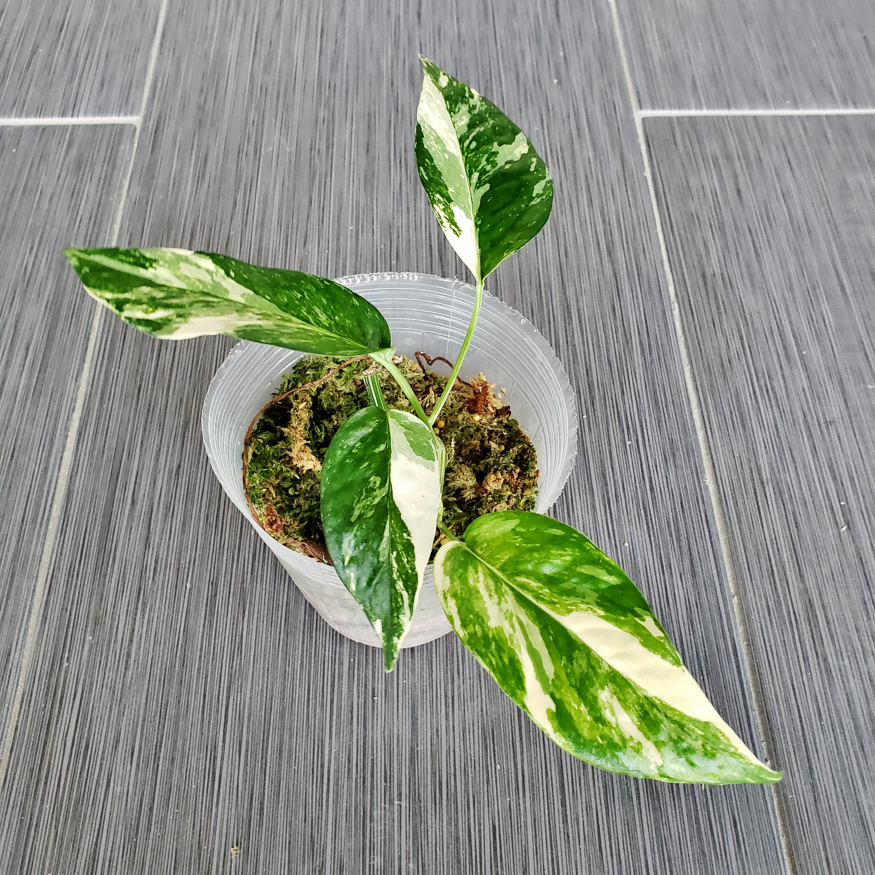 US SELLER! Epipremnum Pinnatum Variegated EPV002 Please read terms.