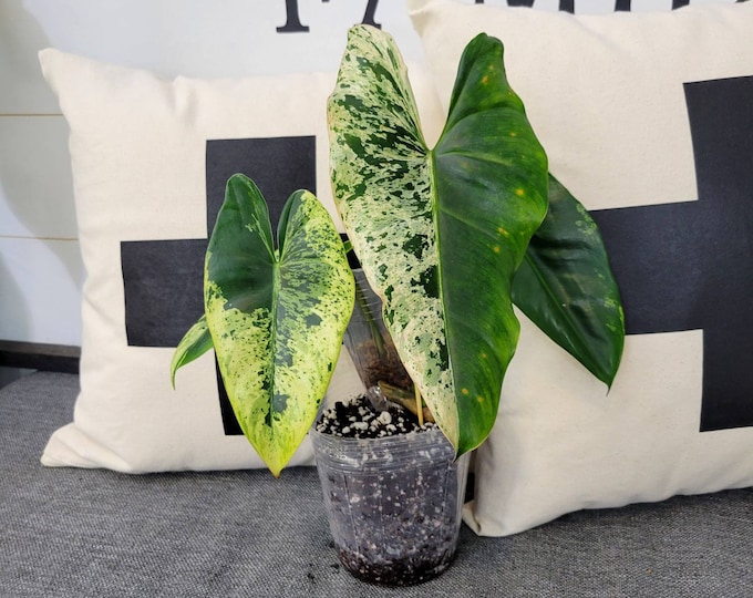 03 - Collector's Philodendron Ilsemanii [Semi Rooted Bottom Cutting]. Please read terms.
