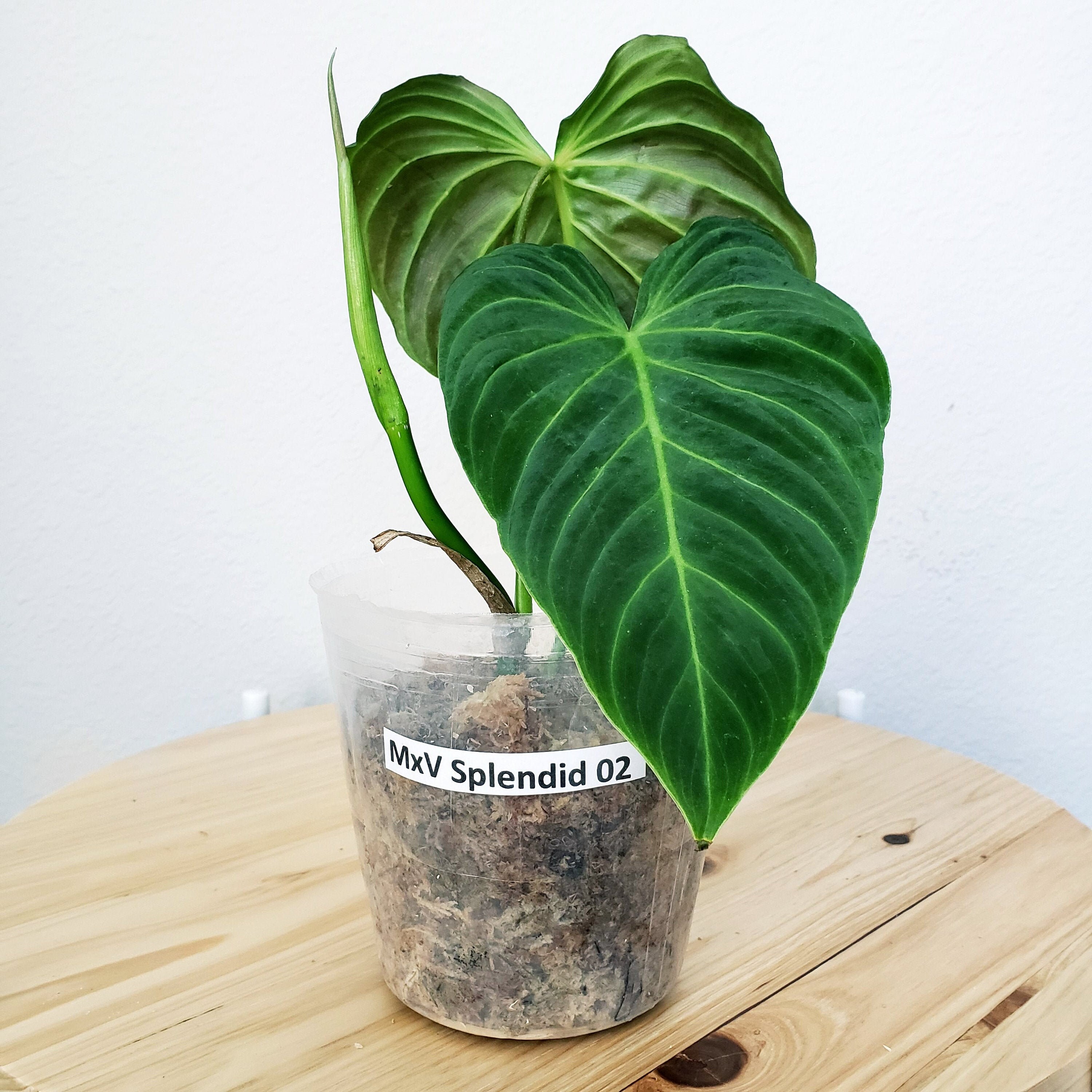 Us Seller Philodendron Mxv Splendid Melanochrysum X Verrucosum Hybrid 02 Please Read Terms