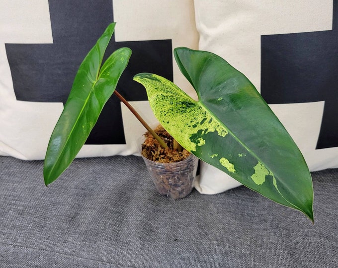 02 - Collector's Philodendron Ilsemanii [Semi Rooted Top Cutting]. Please read terms.