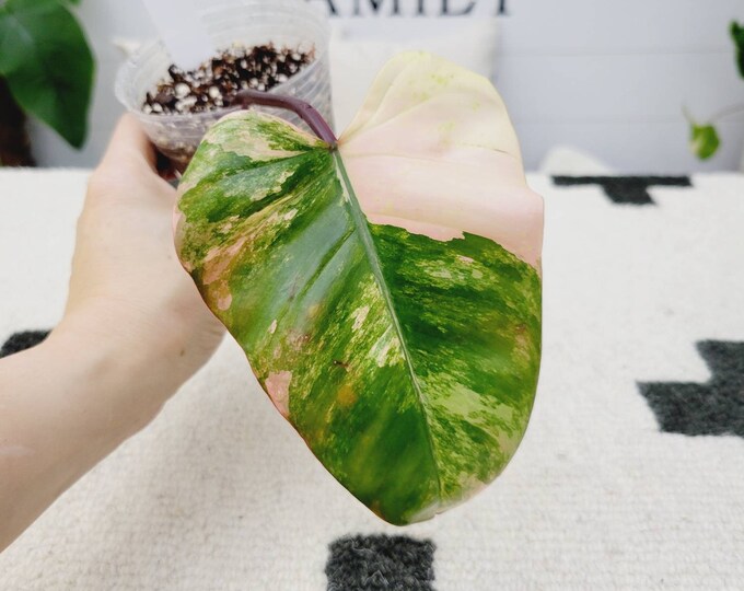 0 - Philodendron Strawberry Shake [Rooted Mid Cutting]. Please read terms.