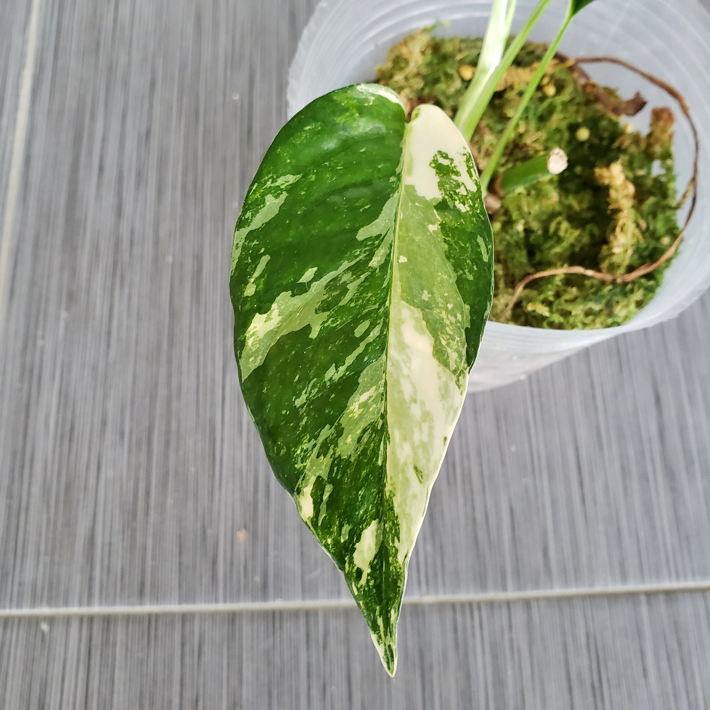 US SELLER! Epipremnum Pinnatum Variegated EPV002 Please read terms.