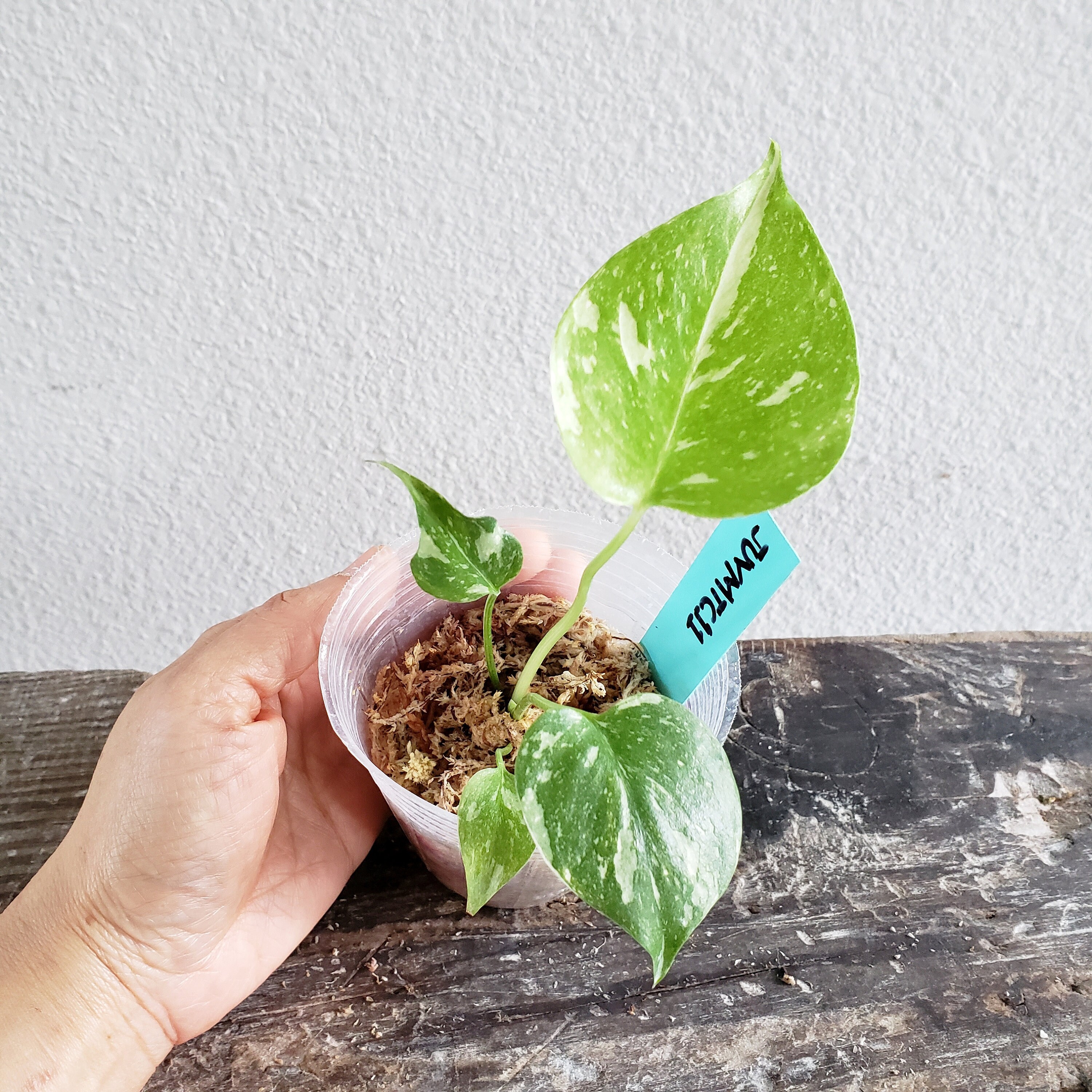 Us Seller Juvenile Size Monstera Thai Constellation Juvmtc11 Please Read Terms