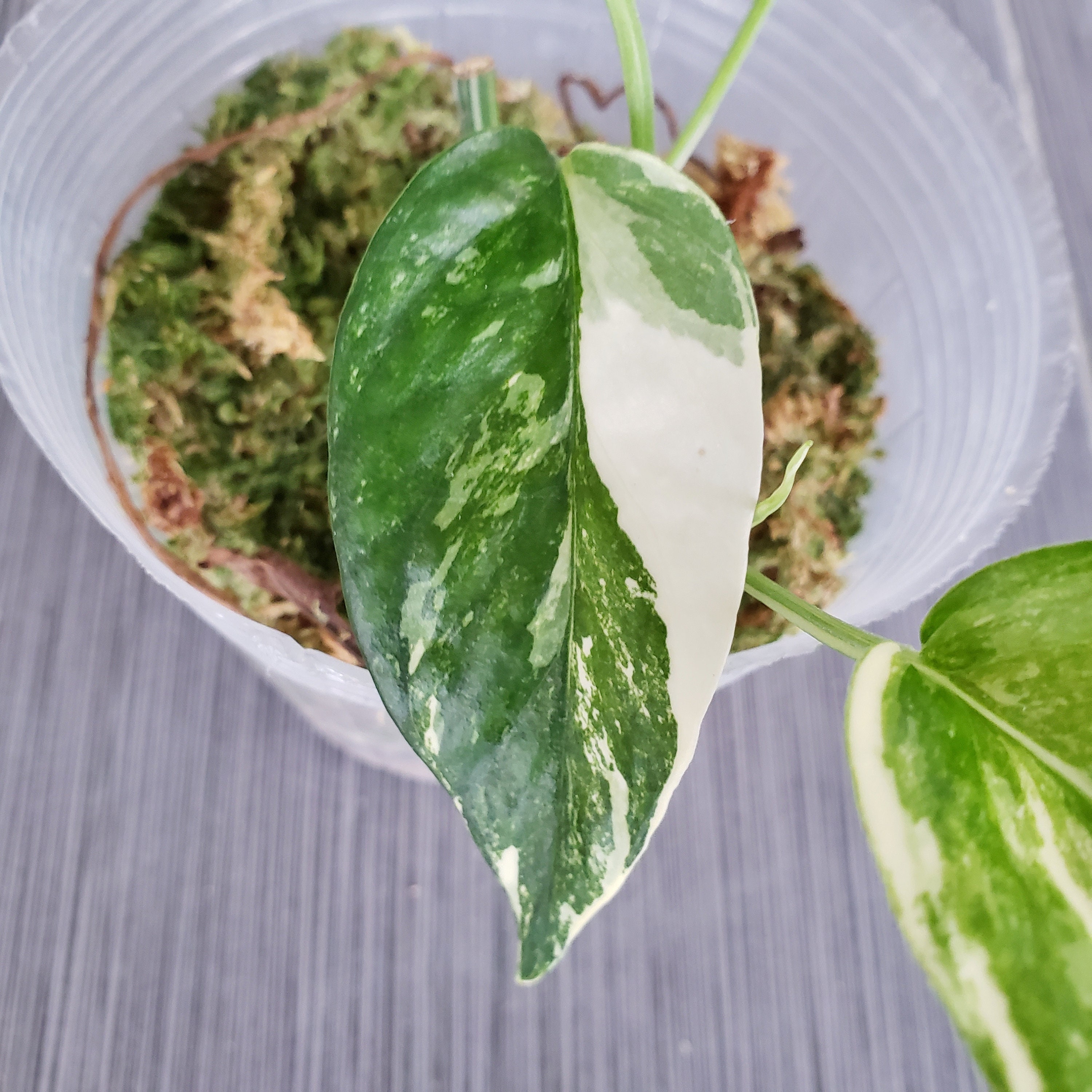 US SELLER! Epipremnum Pinnatum Variegated EPV002 Please read terms.