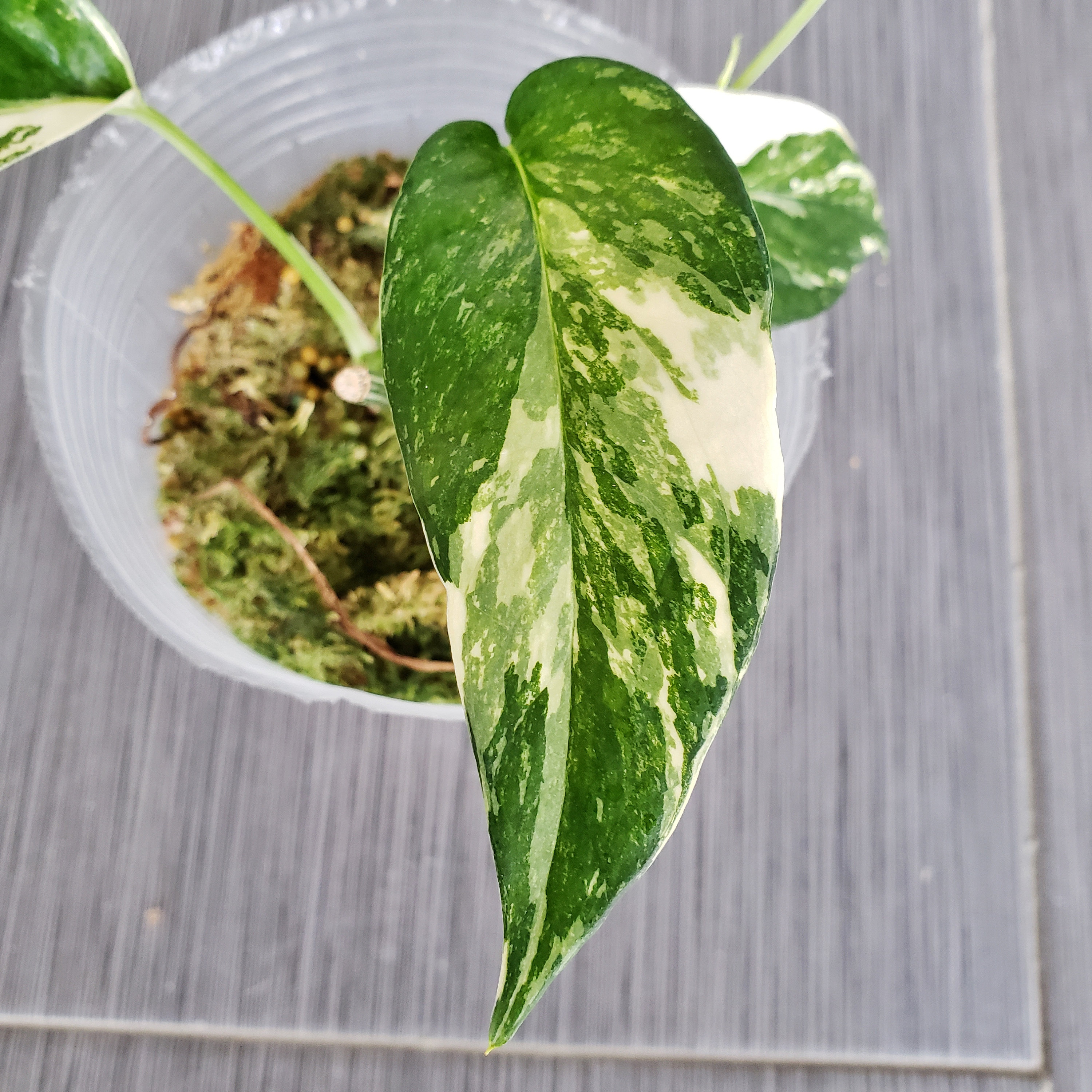 US SELLER! Epipremnum Pinnatum Variegated EPV002 Please read terms.