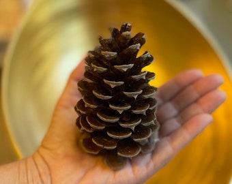 Set of Pine cones, 3 to 4 inches Long set of 6 Pinecones - organically cleaned