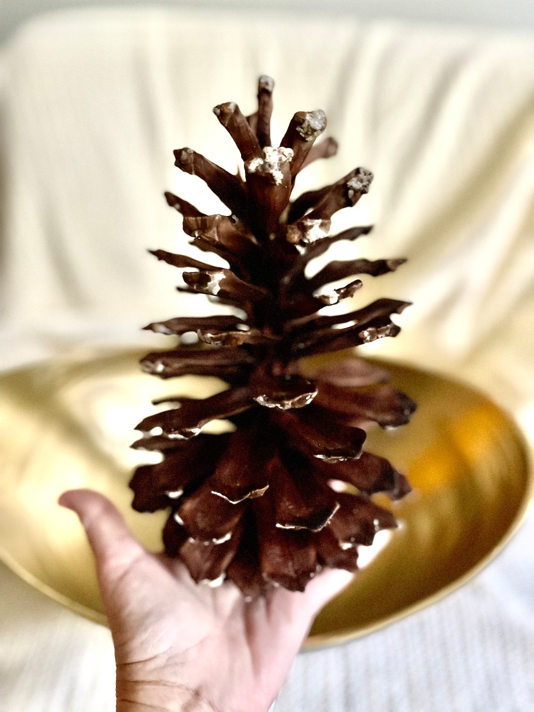 Jumbo Pine Cones for Your Decor or Crafting 89 Inches Long 1 Each Etsy