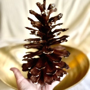 New Rustic Natural Frosted Pine cone Ornaments (set of 8) 2.5 inch average  size