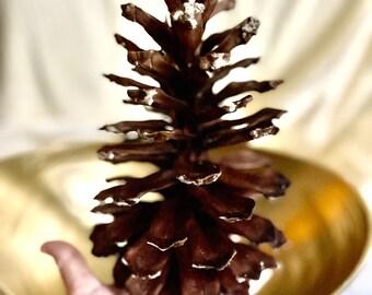 Jumbo Pine Cones for your Decor or Crafting 8-9 inches long- 1 each
