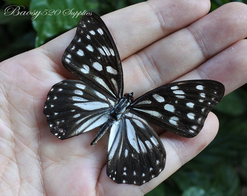 for Earring  and jewellery Black White Butterfly  B025 nature butterfly Real butterfly Spread butterfly Hestina persimilis butterflies
